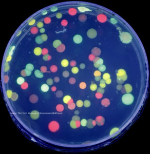 Petri dish with multicolor fluorescent colonies from the 2014 Tech Museum iGEM project e. pixel