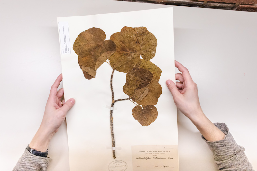 The Harvard herbarium specimen of Hibiscadelphus wilderianus
