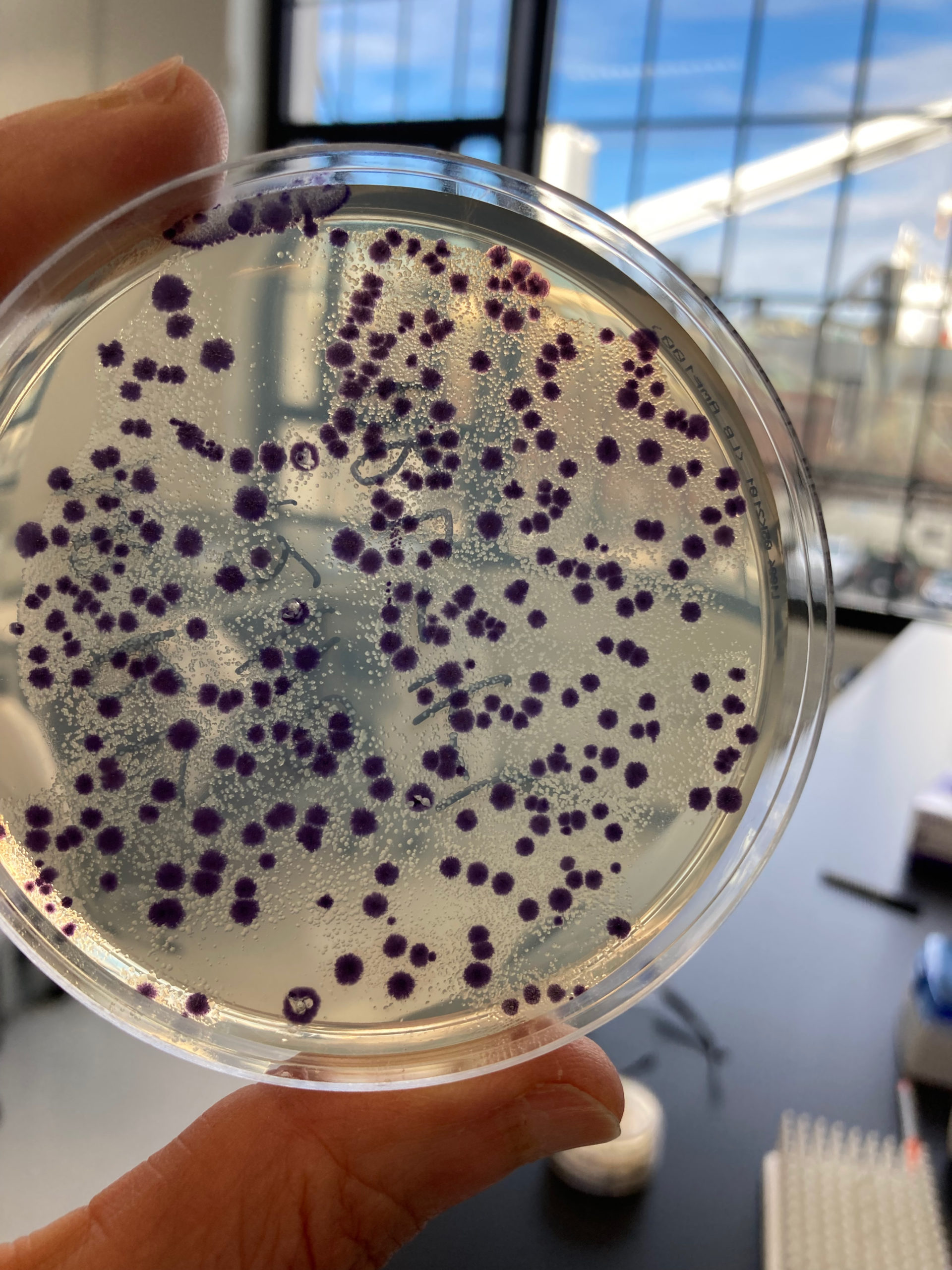 Colonies of bacteria that we engineered to make a purple pigment