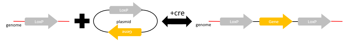 cre-lox insertion