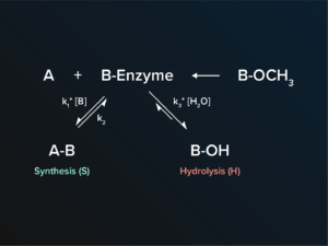 A chemical diagram showing a synthesis and hydrolysis pathway for an enzymatic reaction