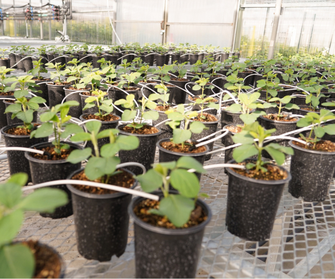 Plants in a greenhouse being tested for effects of ag biologicals
