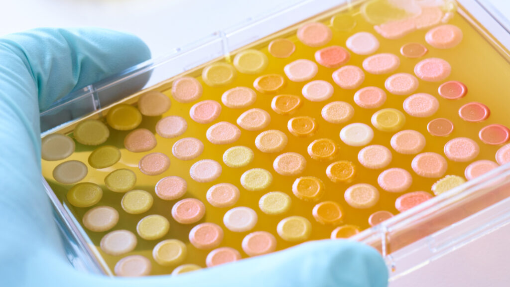 A 96-well plate with colorful colonies of microbes, plate being held by a scientist on its way to test for phenotype and biochemistry