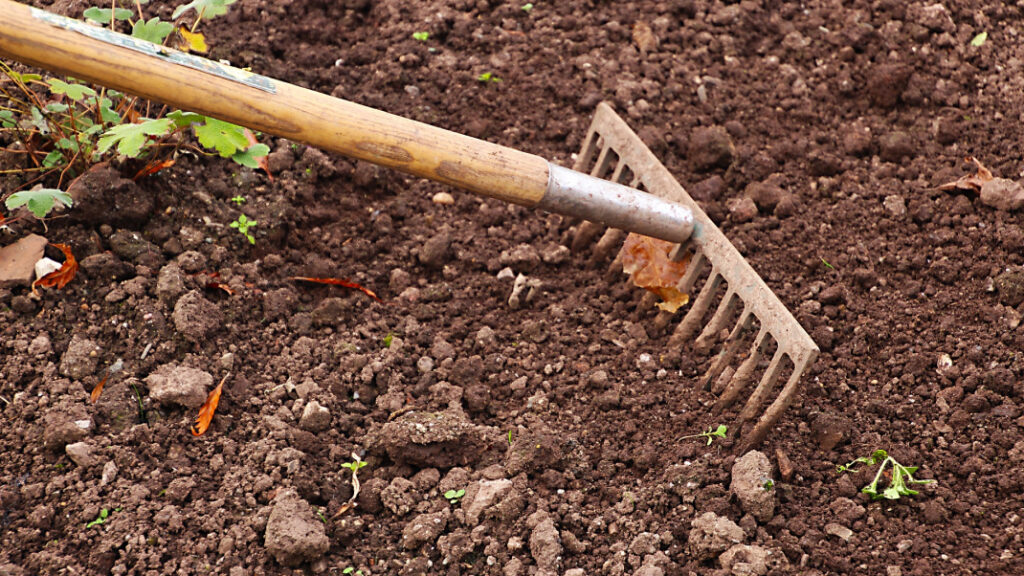 A rake tilling open soil